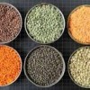 Lentils